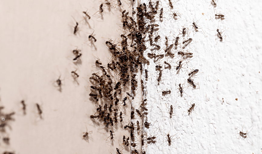 ANT CONTROL