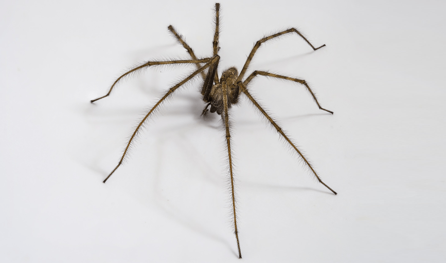 SPIDER CONTROL
